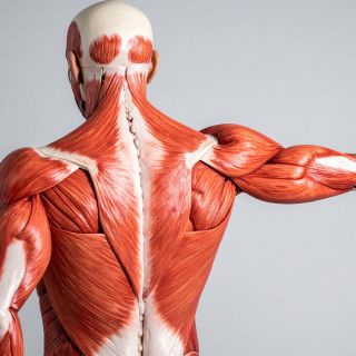 Vorbeugung von Gelenkproblemen